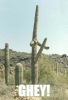 Gay-Nature-Cactus.jpg