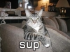 Misc-Sup.jpg