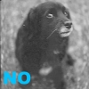 No-Puppy.jpg