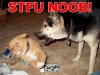 STFU-Dog_on_puppy.jpg