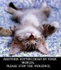 STFU-Kitten_died.jpg