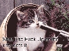 STFU-Kitty_Gets_It.gif