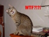 WTF-Cat.jpg