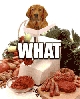 WTF-Dog.gif