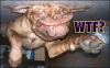 WTF-Dog.jpg