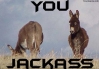 You-Are-Jackass.jpg