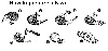 968kiwi.gif