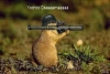 Hamster.jpg