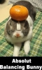 absolut_balancing_bunny.jpg