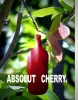 absolut_cherry.jpg