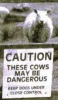 badcow.jpg
