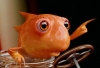 fish1.JPG