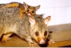 anim_0029.jpg