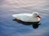 anim_0031.jpg